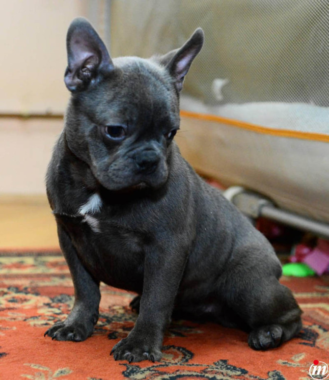 Francuski Buldog