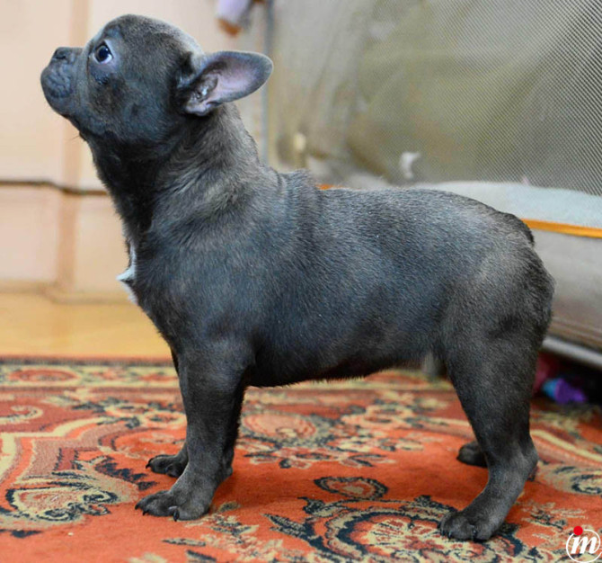 Francuski Buldog