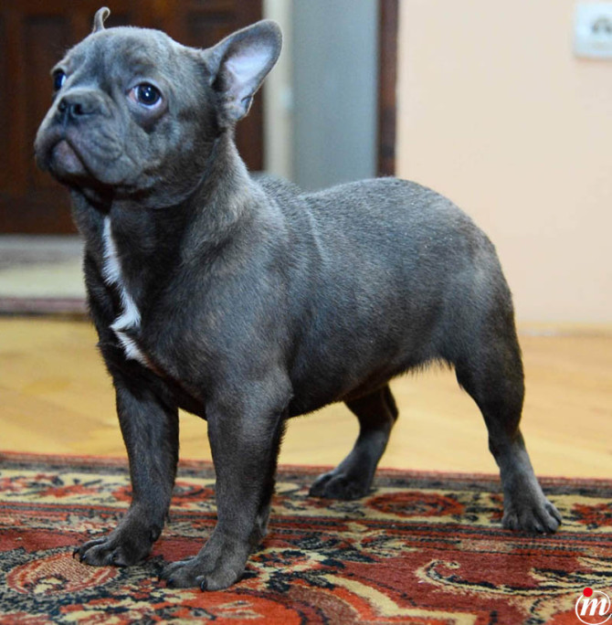 Francuski Buldog