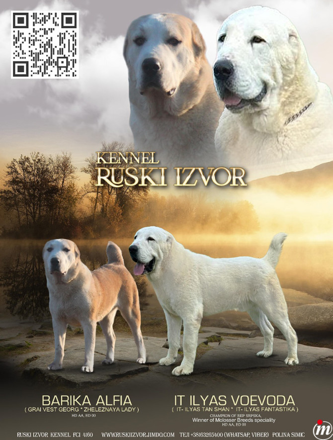 Srednjeazijski Ovčar