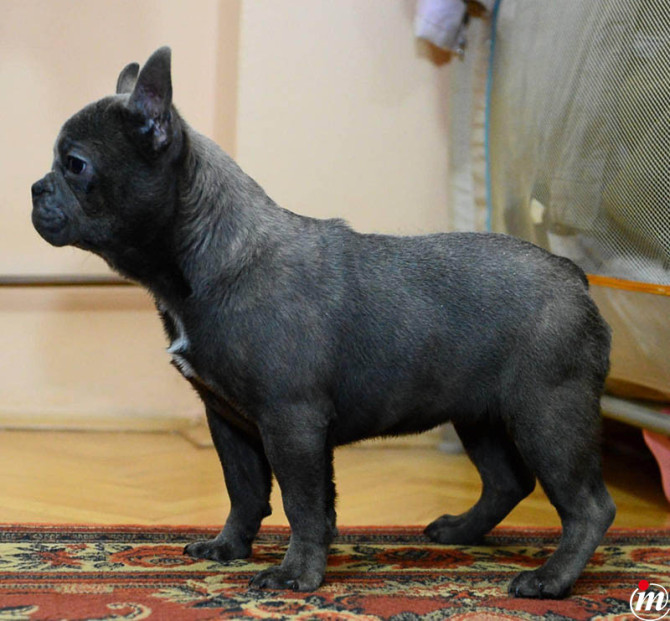 Francuski Buldog