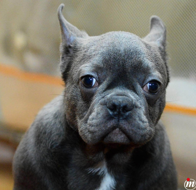 Francuski Buldog