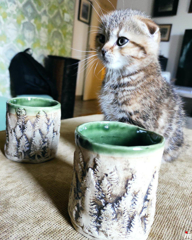Scottish fold muško mače