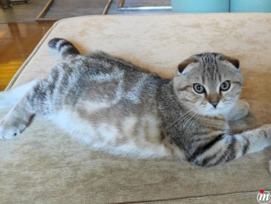 Scottish fold muško mače