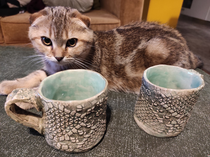 Scottish fold muško mače