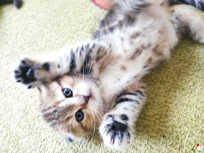 Scottish fold muško mače
