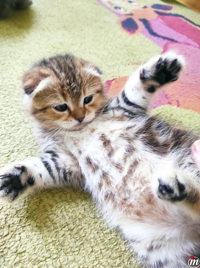 Scottish fold muško mače