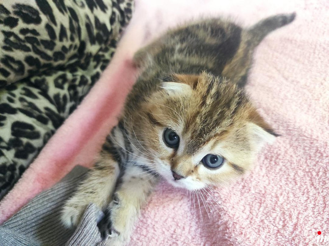 Scottish fold muško mače