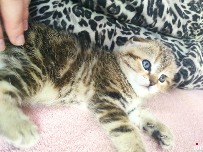 Scottish fold muško mače