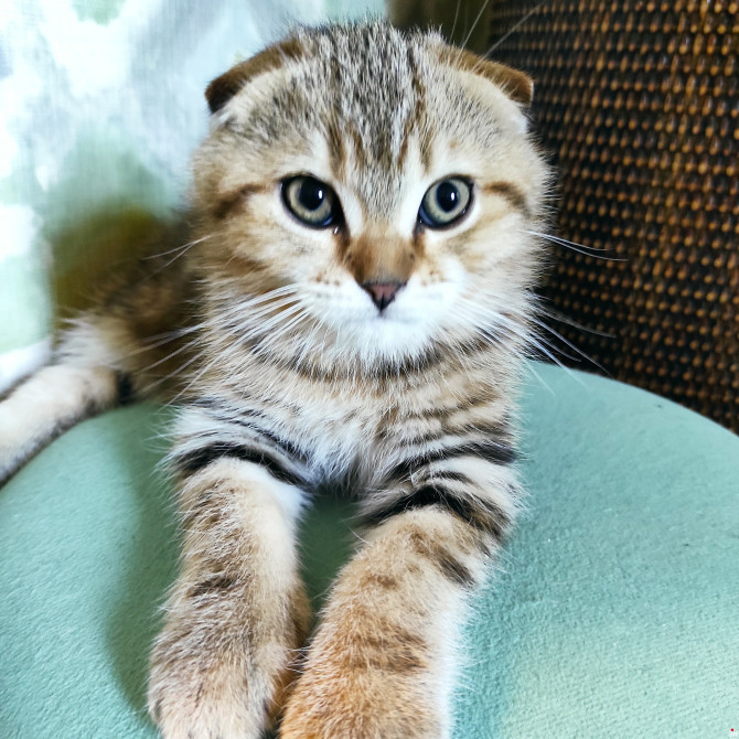Scottish fold muško mače