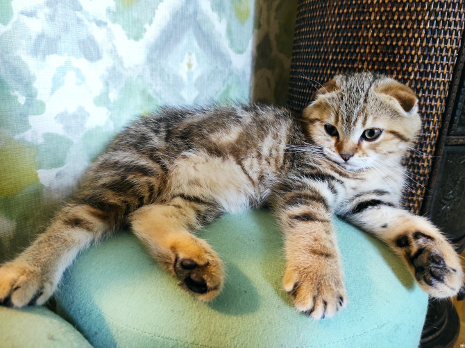 Scottish fold muško mače