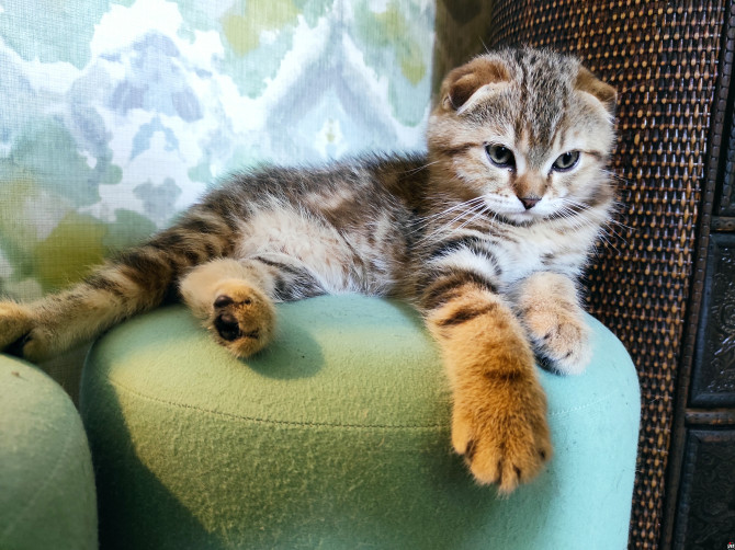 Scottish fold muško mače