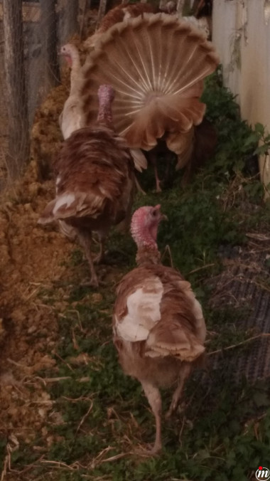 Ćuran kalifonijski muški