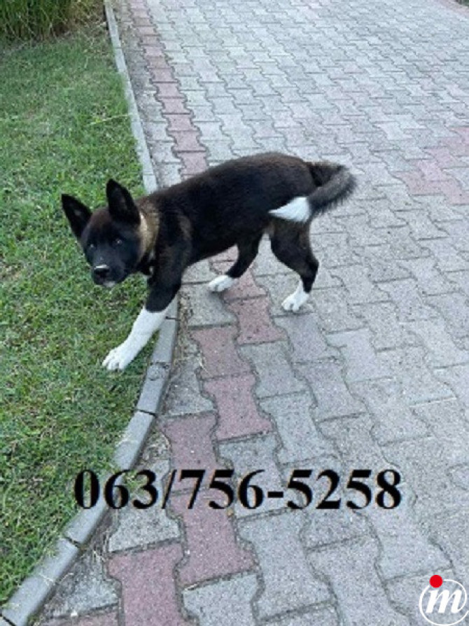  Američka Akita