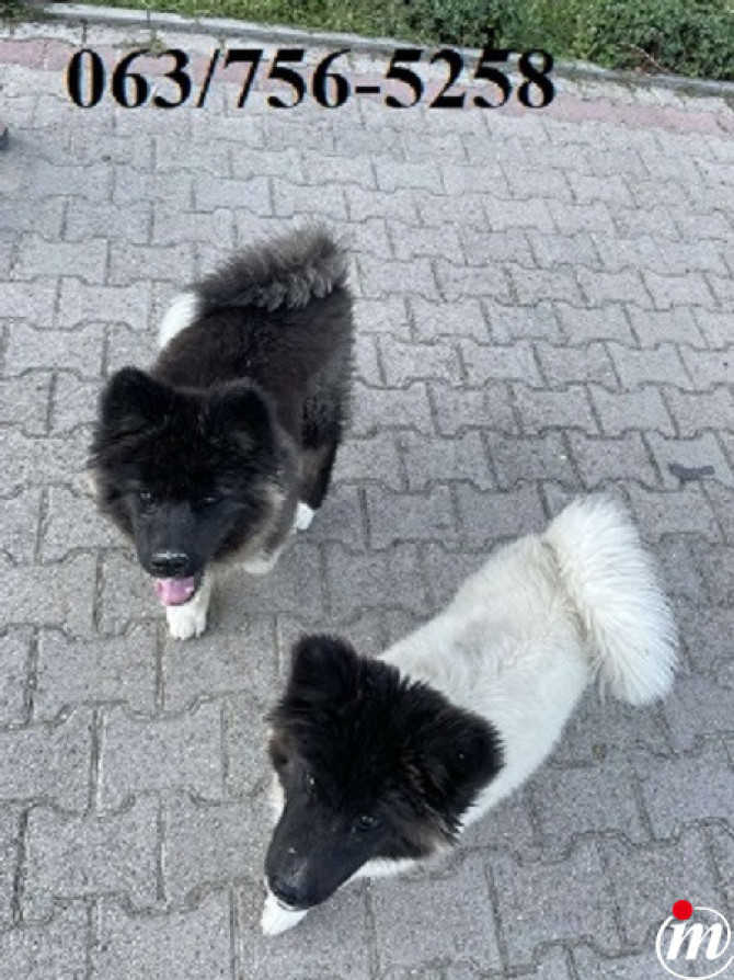  Američka Akita