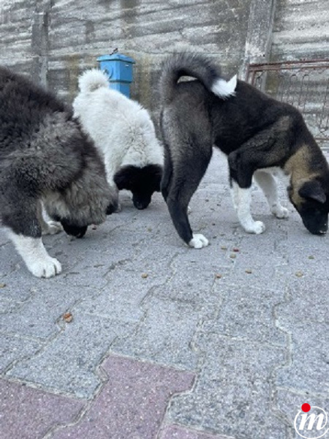  Američka Akita
