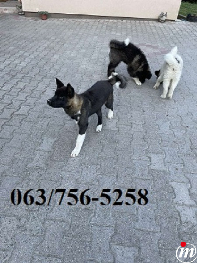  Američka Akita