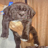 Cane Corso 