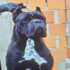 Cane Corso 