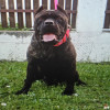 Cane Corso 