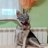 Čehoslovački Vučiji Pas