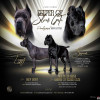 Cane Corso