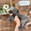   Cane Corso 