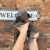   Cane Corso 