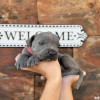   Cane Corso 