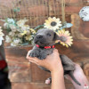   Cane Corso 