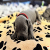   Cane Corso 