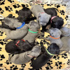   Cane Corso 