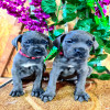 Cane Corso