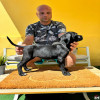 Cane Corso
