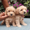 MALTIPOO stenad