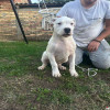 Stenci dogo argentino