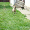 Juznoafricki Mastif, Boerboel