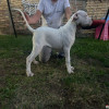 Stenci dogo argentino