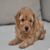 Mini poodle