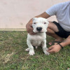 Stenci Dogo Argentino