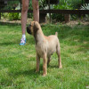 Juznoafricki Mastif, Boerboel