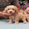 MALTIPOO stenad