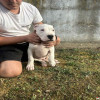 Stenci Dogo Argentino