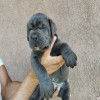 CANE CORSO štenci