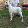 Stenci dogo argentino