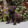 CANE CORSO top stenad