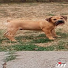 Boerboel-Južnoafrički mastif