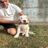 Stenci Dogo Argentino