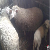 Prodajem ovce i jagnjad vrlo povoljno 065 546424