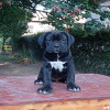 Cane Corso